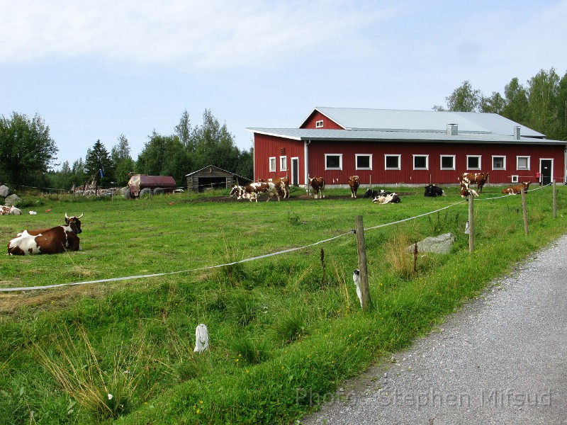 Bennas2010-5694.jpg - Cow farm.